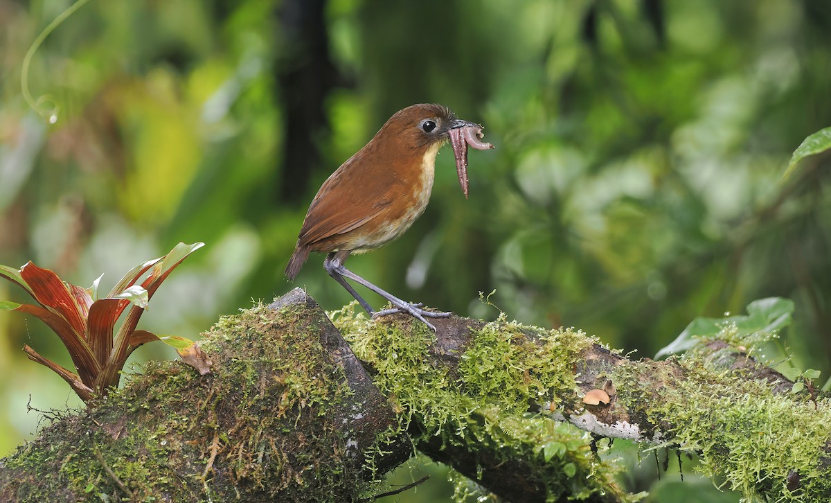 Yellow-breasted Antpitta - ML644142651