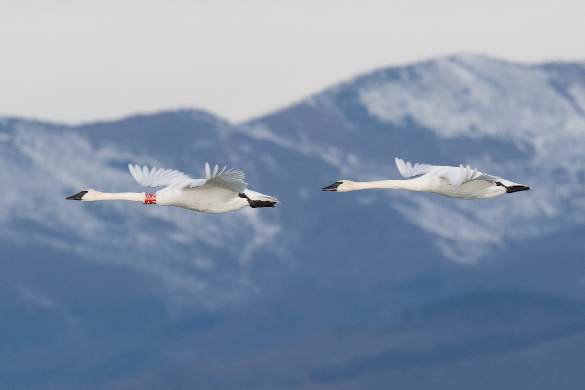 Trumpeter Swan - ML644142654