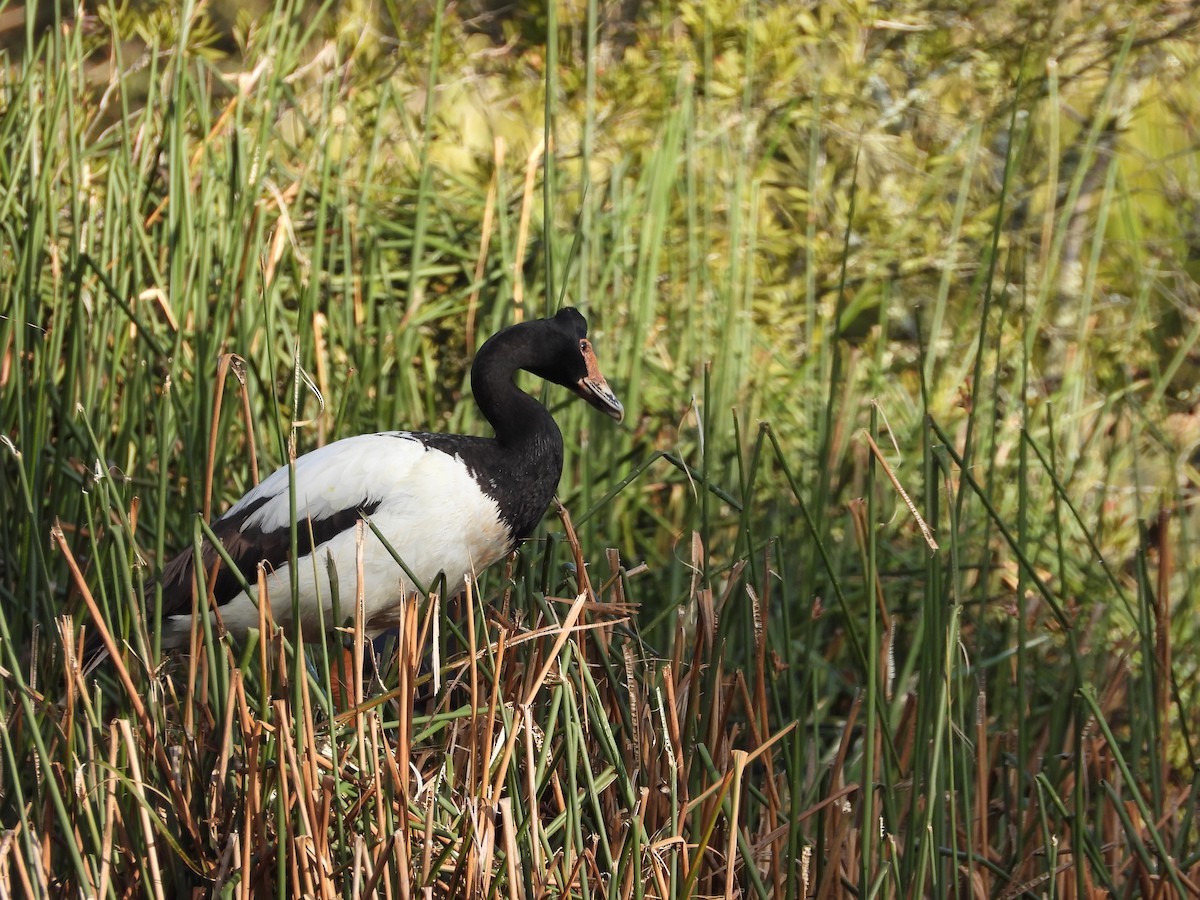 Magpie Goose - ML644142655