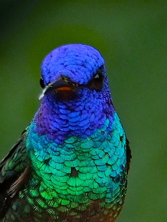 Golden-tailed Sapphire - ML644142657
