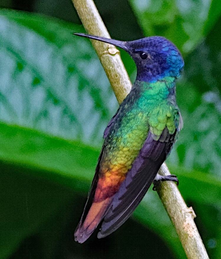 Golden-tailed Sapphire - ML644142658