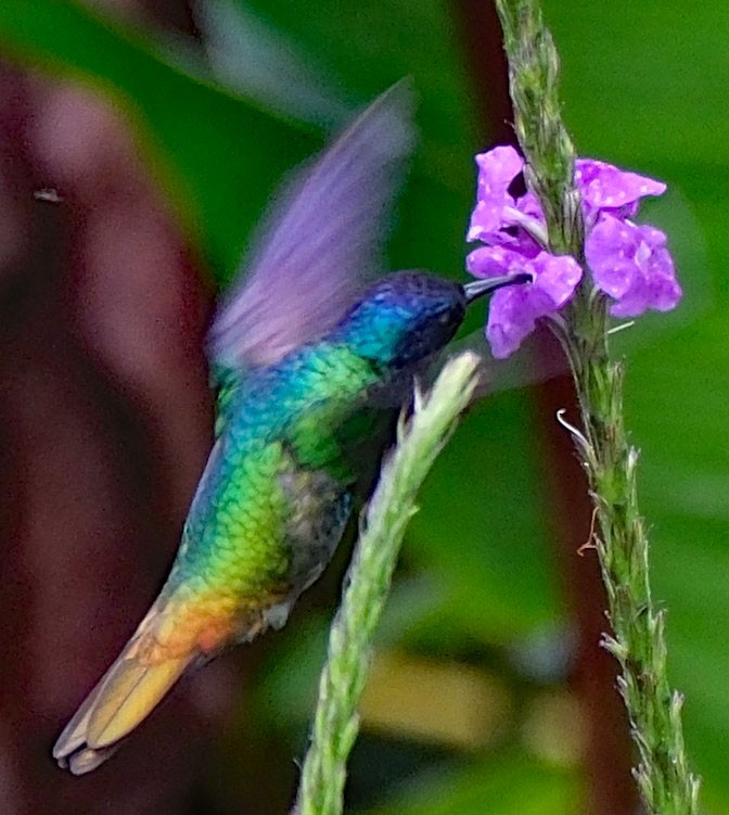 Golden-tailed Sapphire - ML644142659