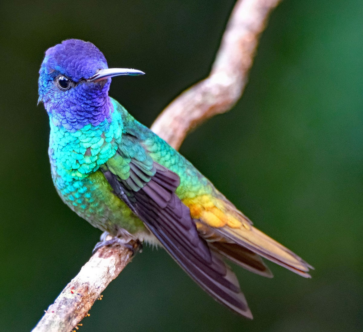 Golden-tailed Sapphire - ML644142660