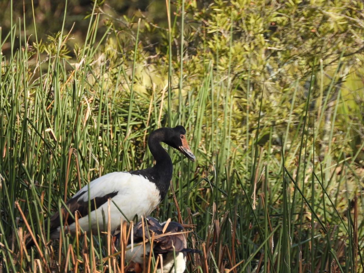 Magpie Goose - ML644142662