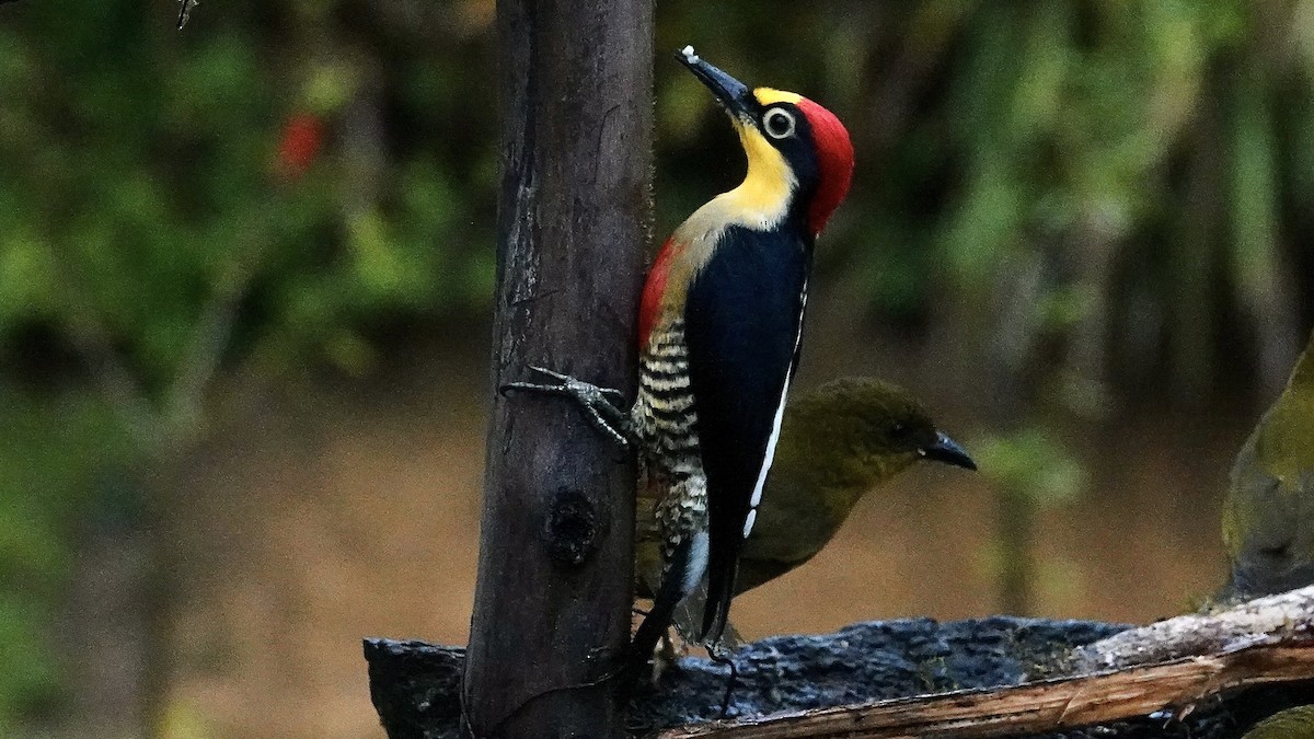 Yellow-fronted Woodpecker - ML644142663
