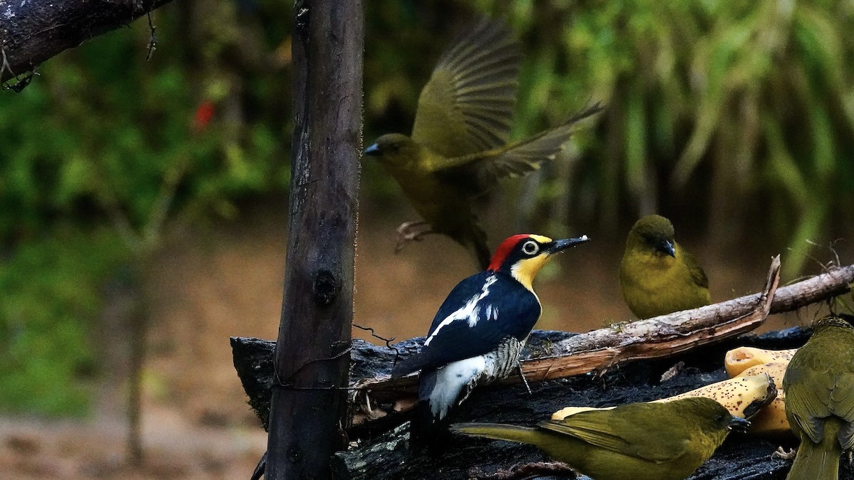 Yellow-fronted Woodpecker - ML644142664