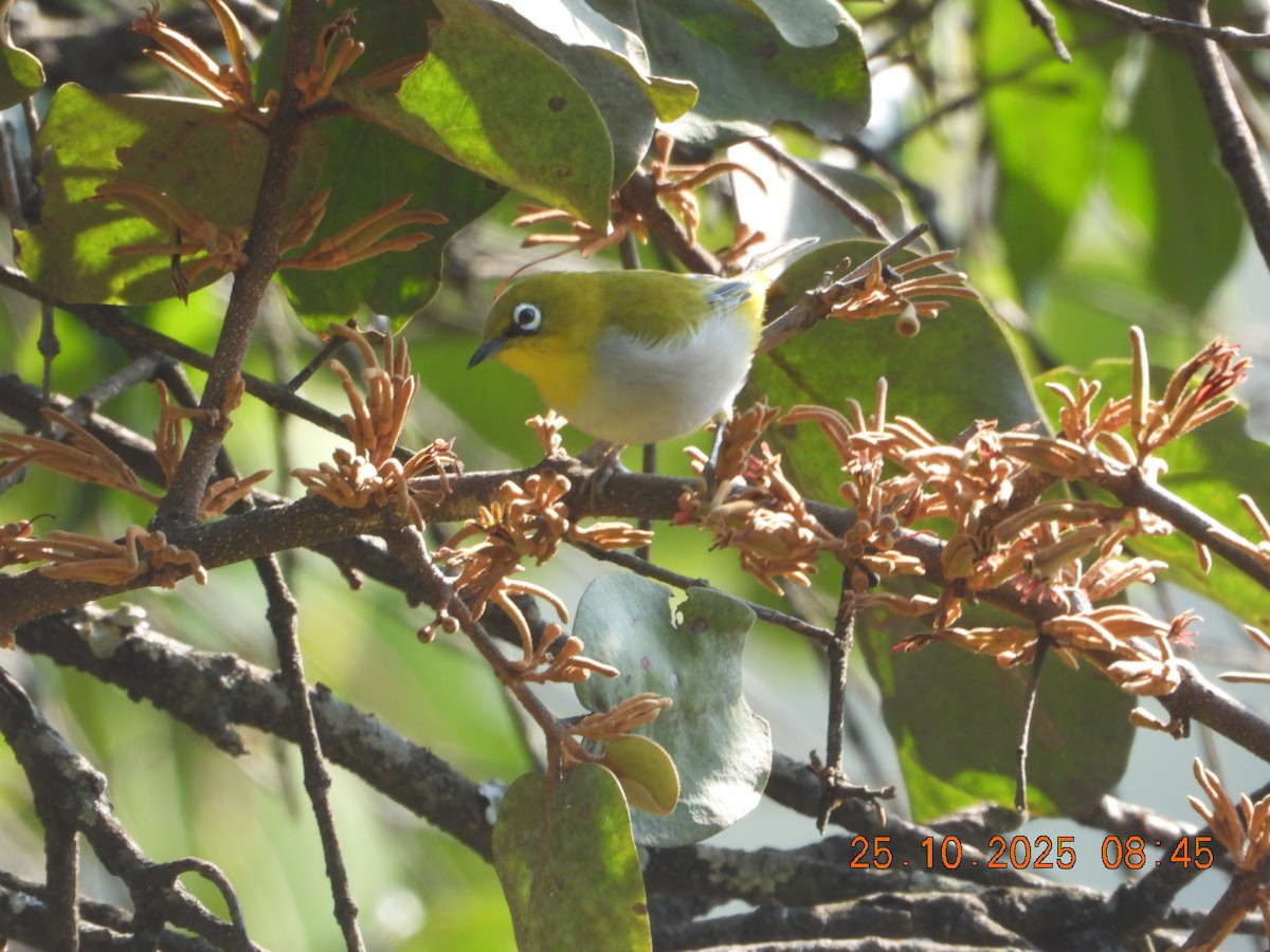 Indian White-eye - ML644142665
