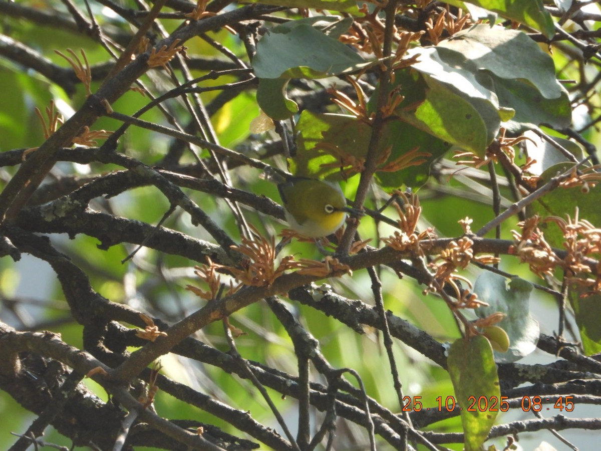 Indian White-eye - ML644142666