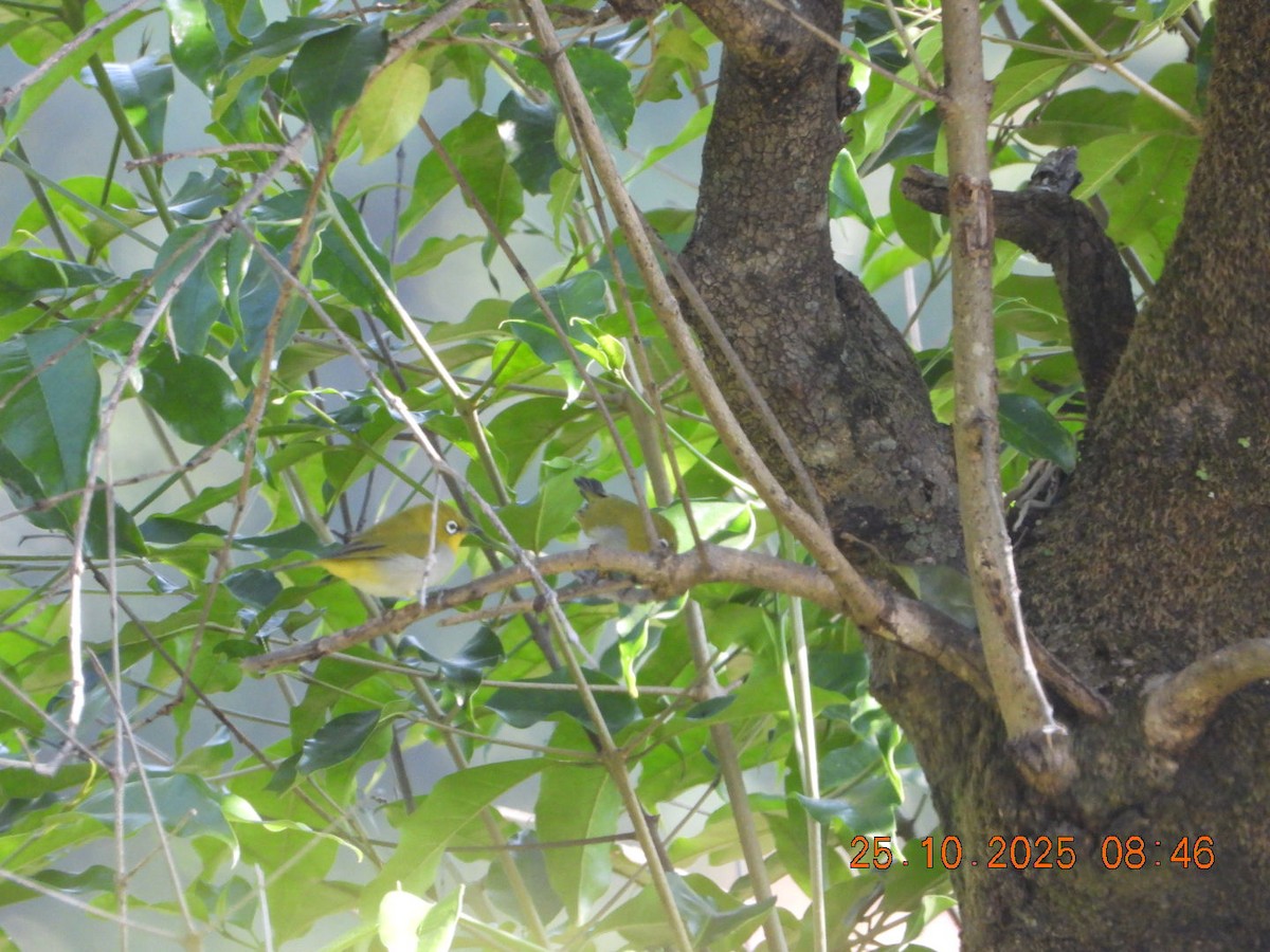 Indian White-eye - ML644142667