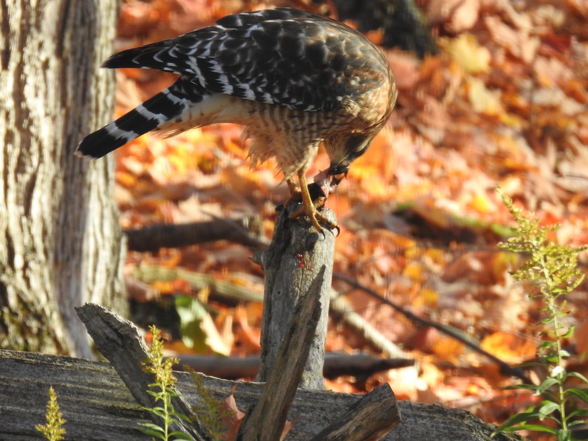 Red-shouldered Hawk - ML644142669