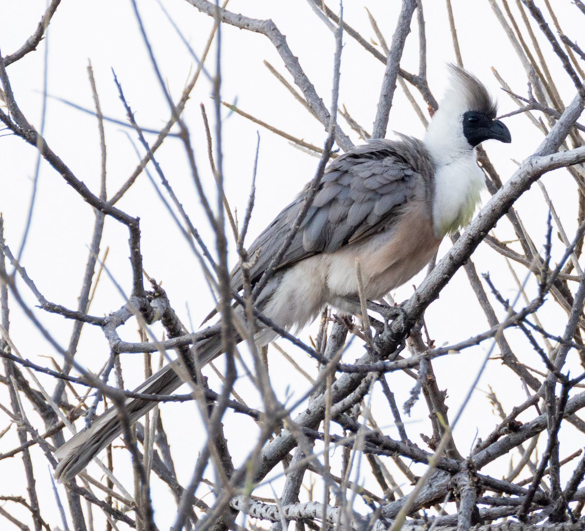 Bare-faced Go-away-bird (Black-faced) - ML644142670