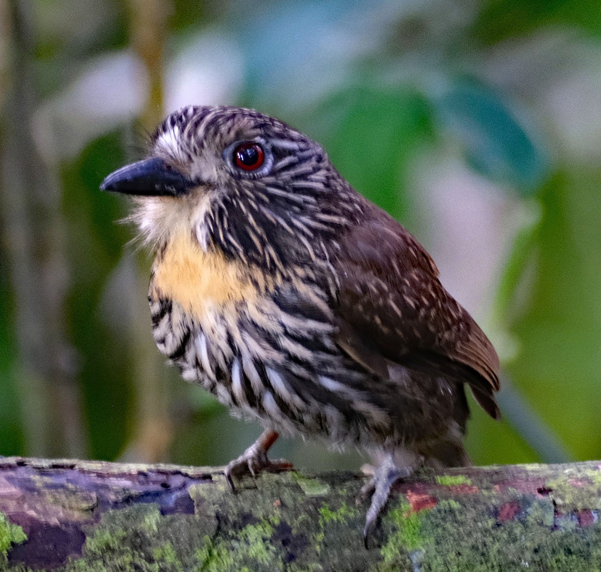 Black-streaked Puffbird - ML644142672