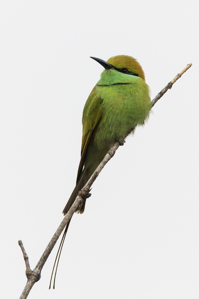 Asian Green Bee-eater - ML644142674