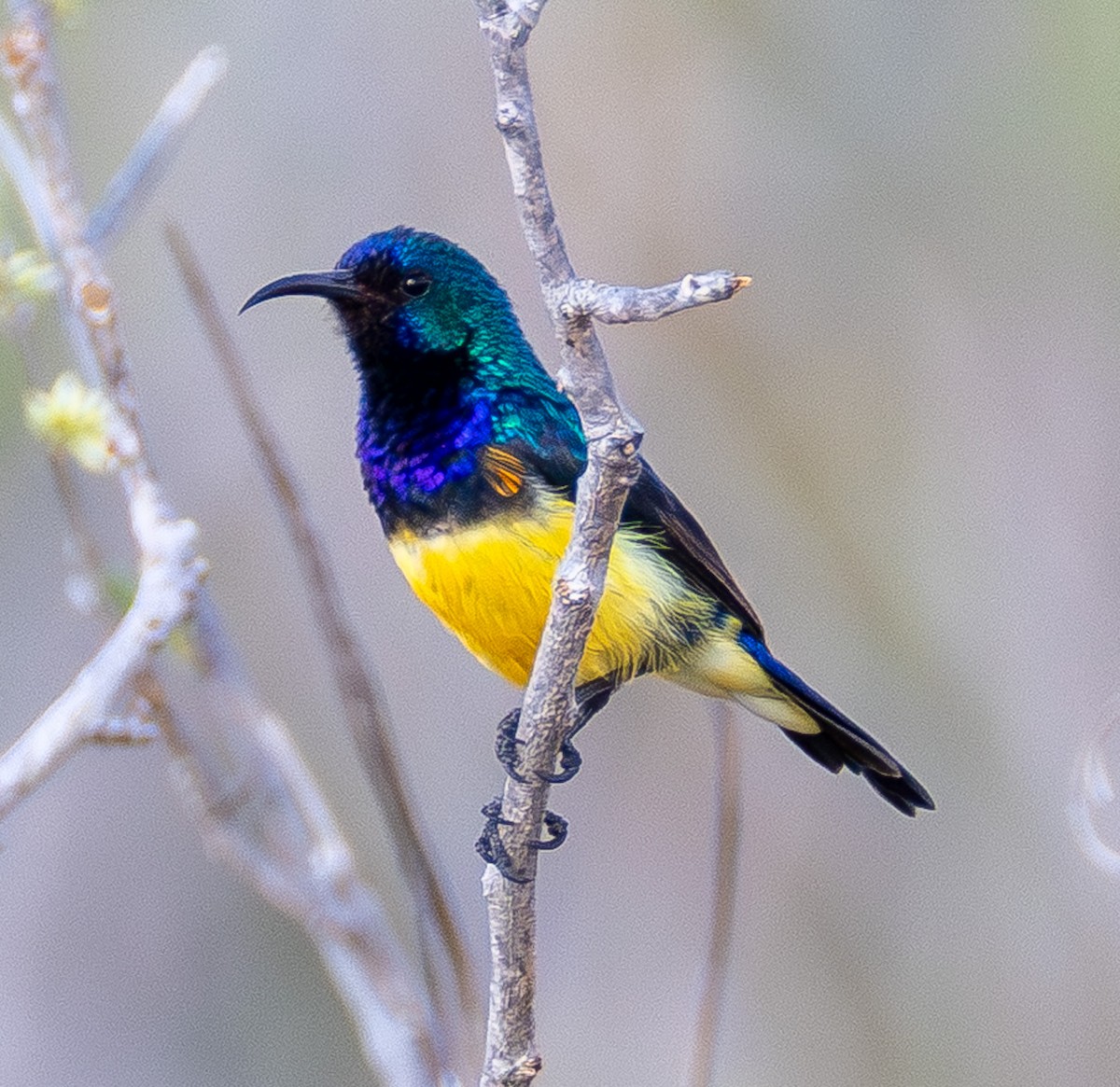 Variable Sunbird (Yellow-bellied) - ML644142675