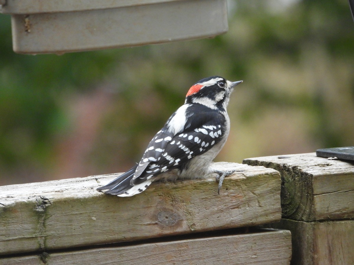 Downy Woodpecker - ML644142678