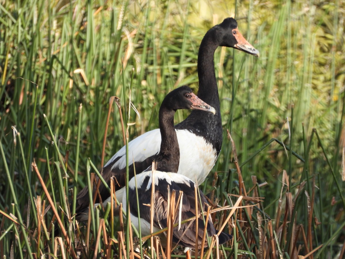 Magpie Goose - ML644142679