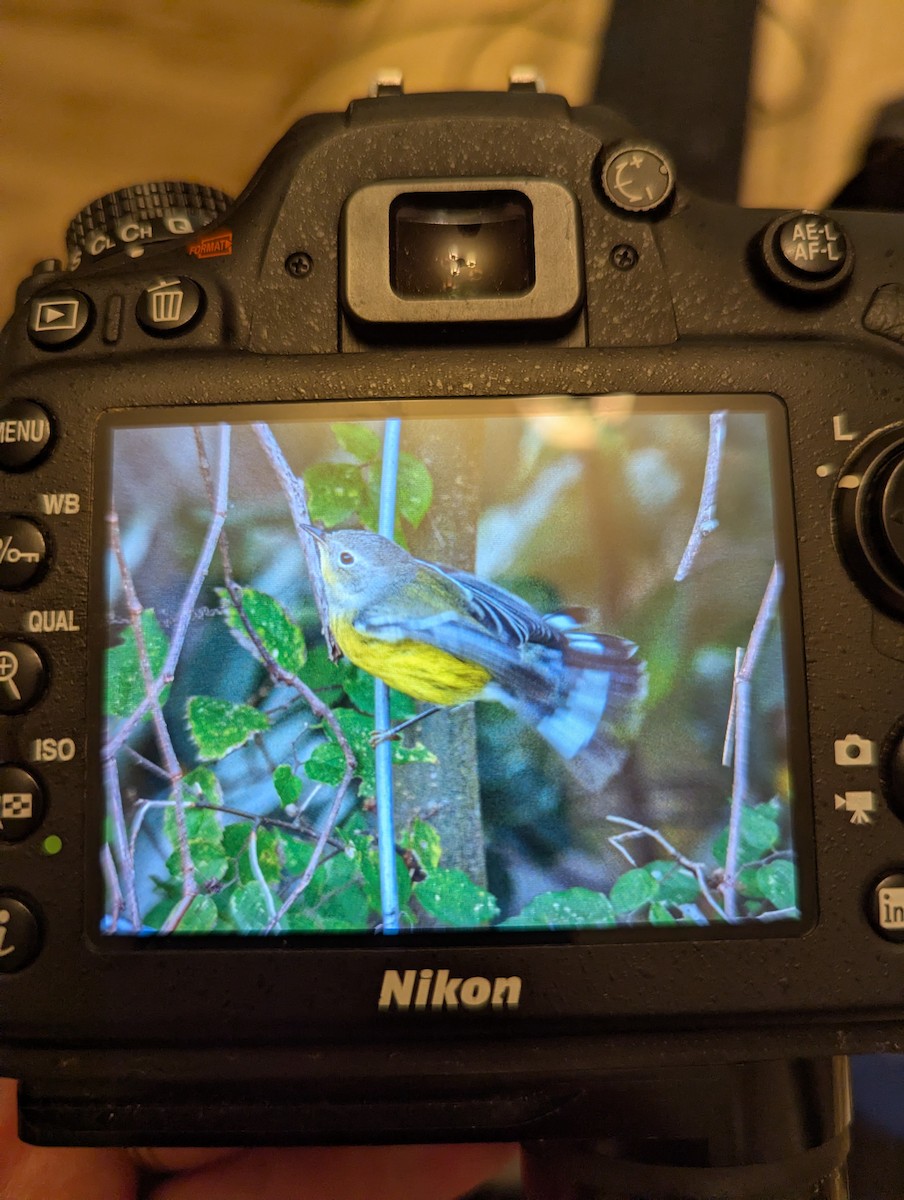 Magnolia Warbler - ML644142680