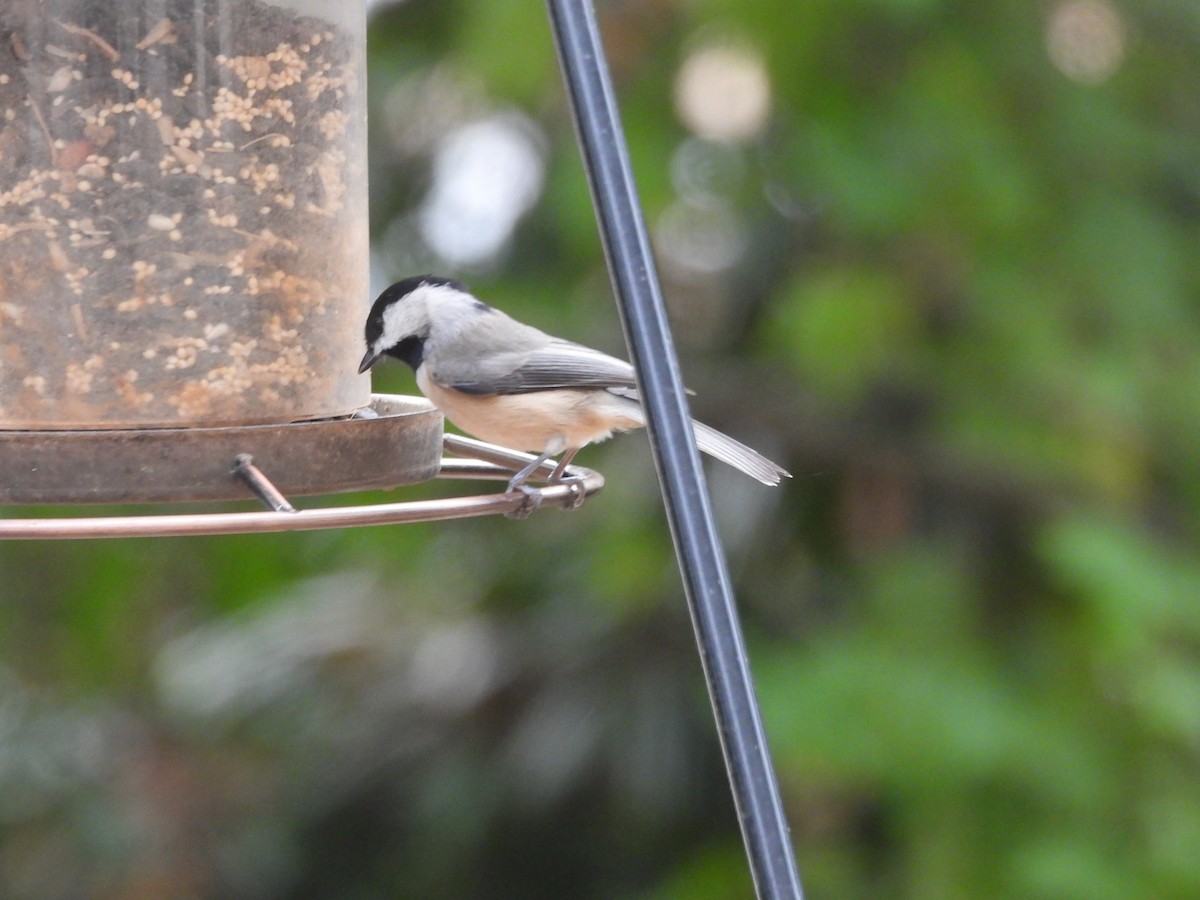 Carolina Chickadee - ML644142682