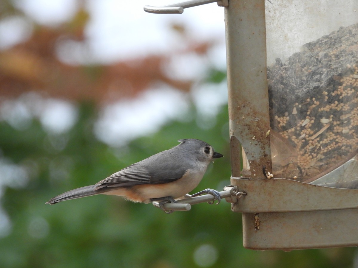 Tufted Titmouse - ML644142683