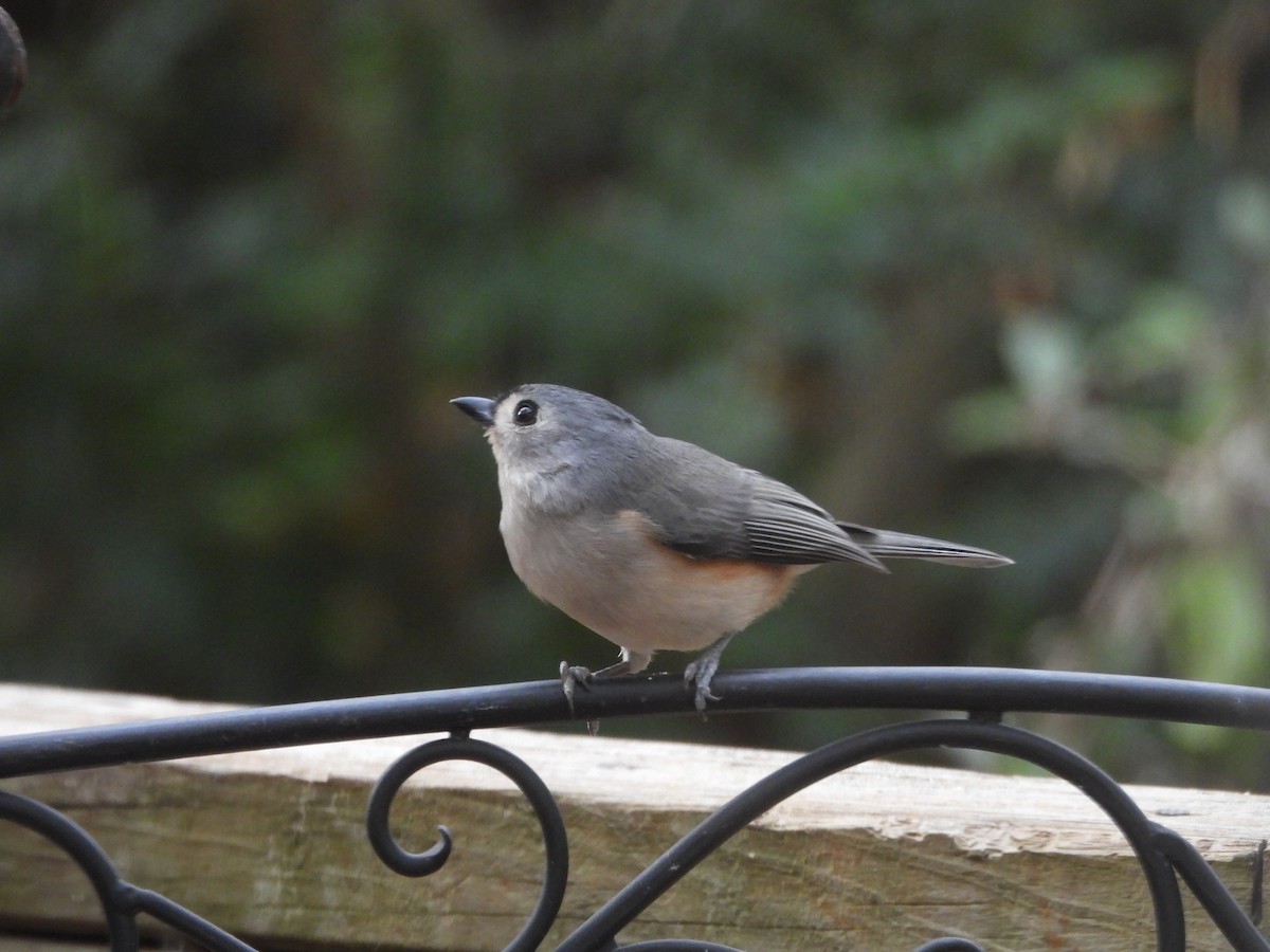 Tufted Titmouse - ML644142686