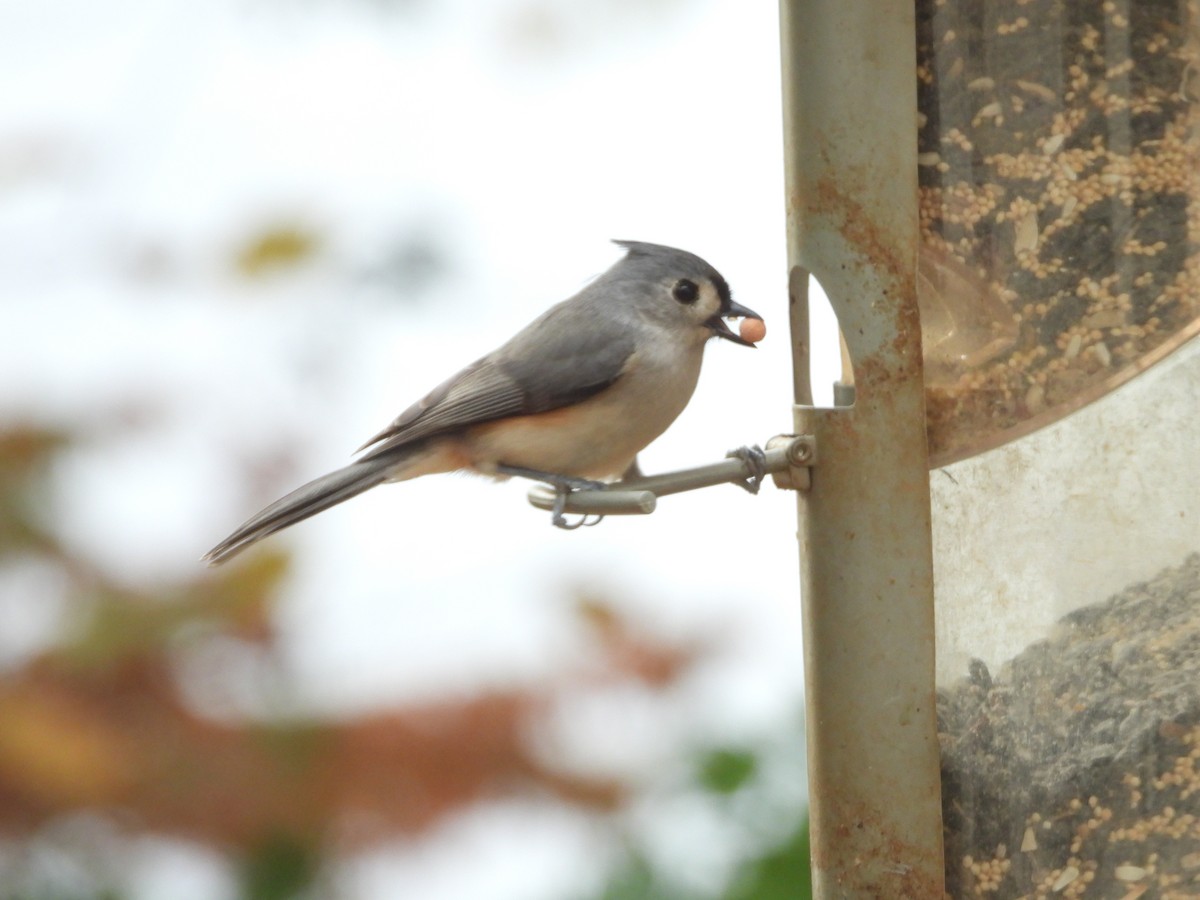 Tufted Titmouse - ML644142687