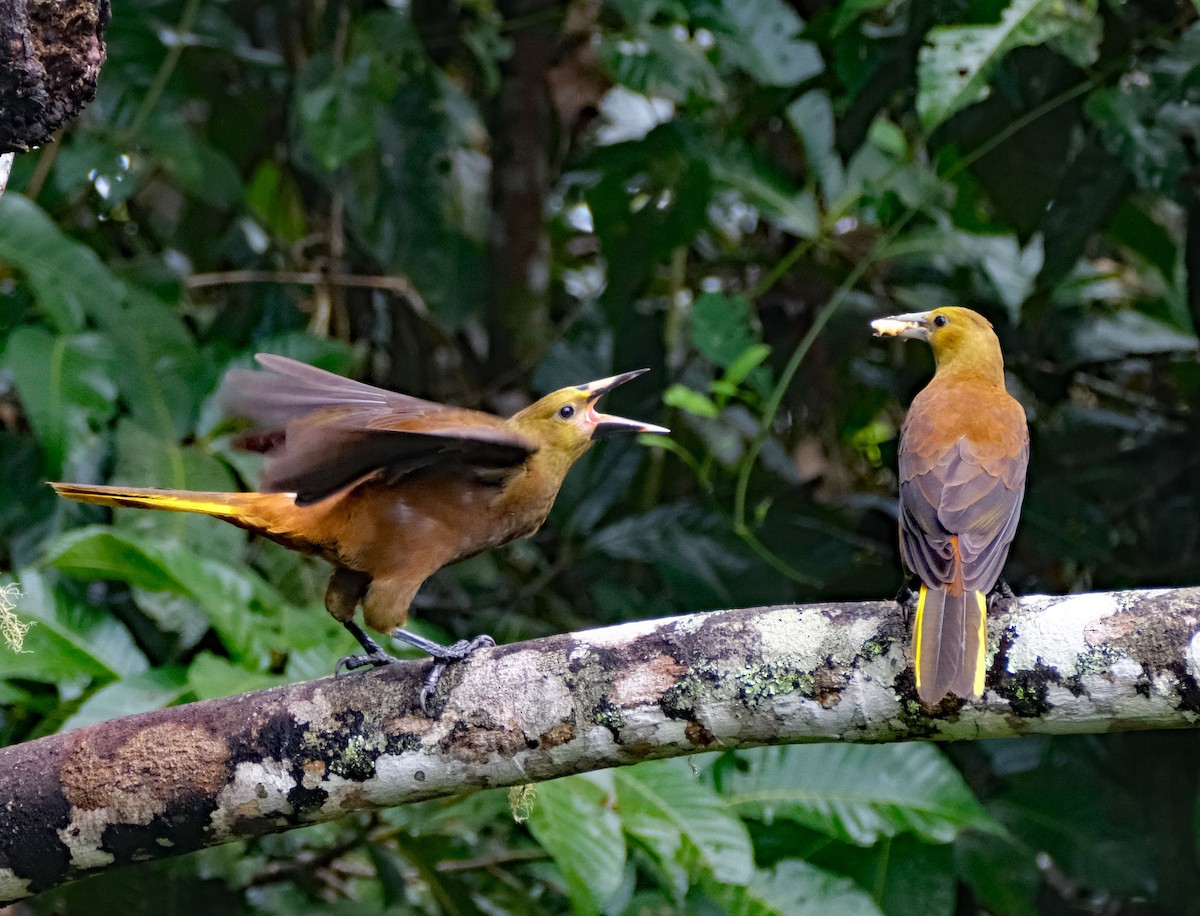 Russet-backed Oropendola - ML644142690