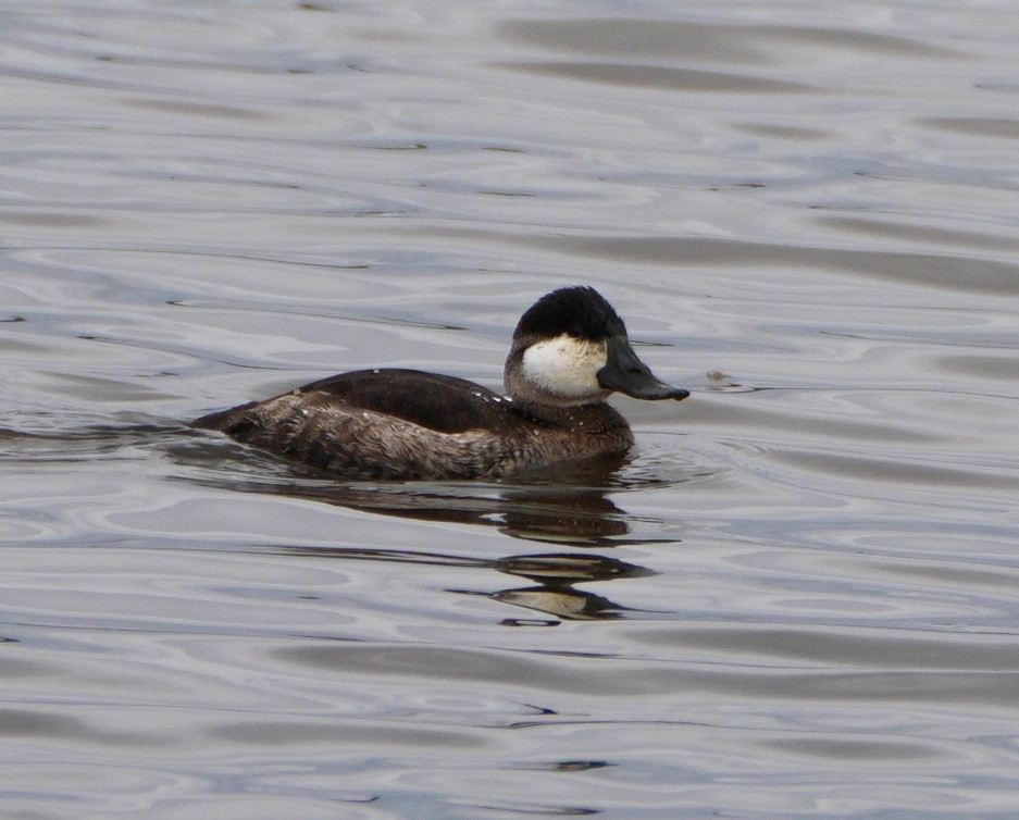 Ruddy Duck - ML644142691