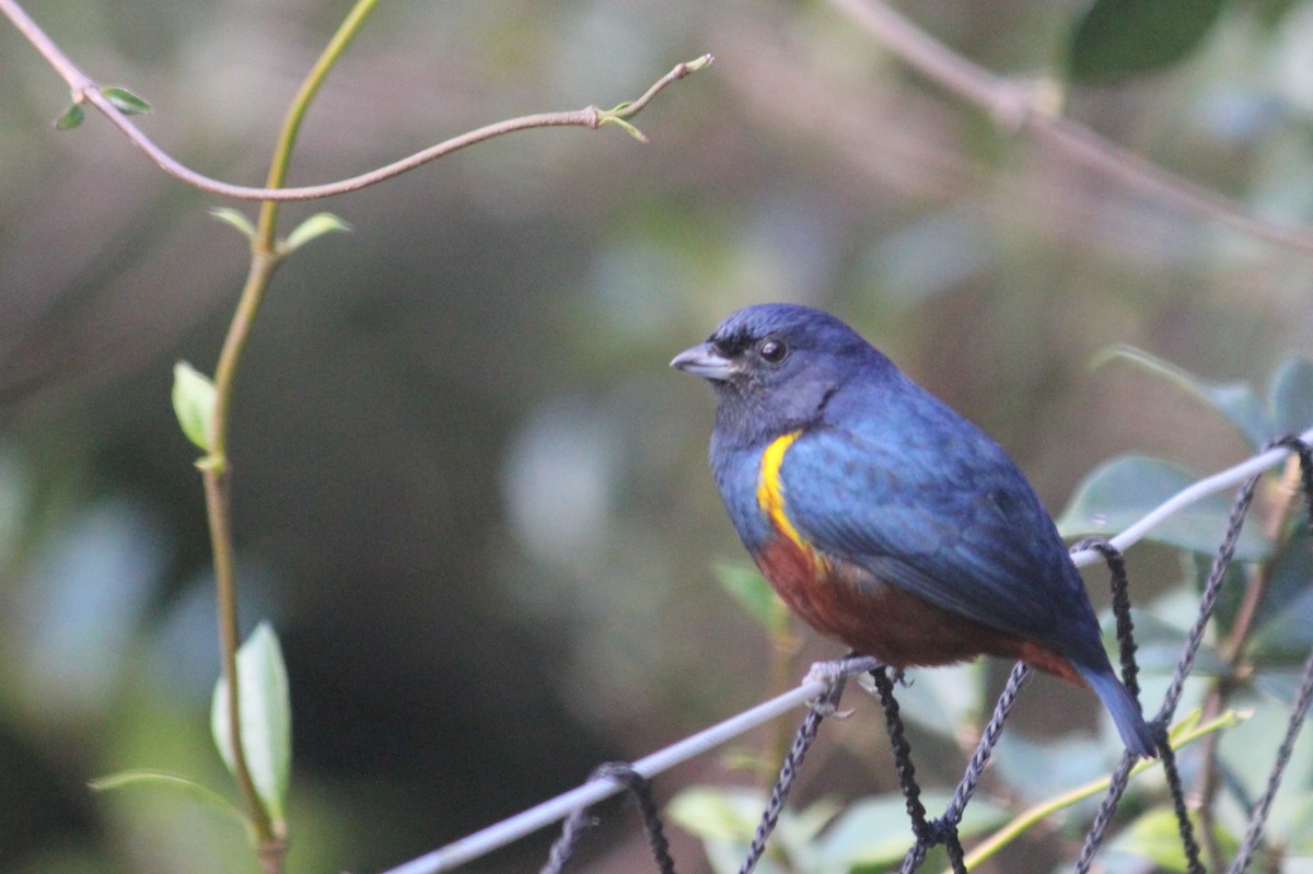 Chestnut-bellied Euphonia - ML644142692