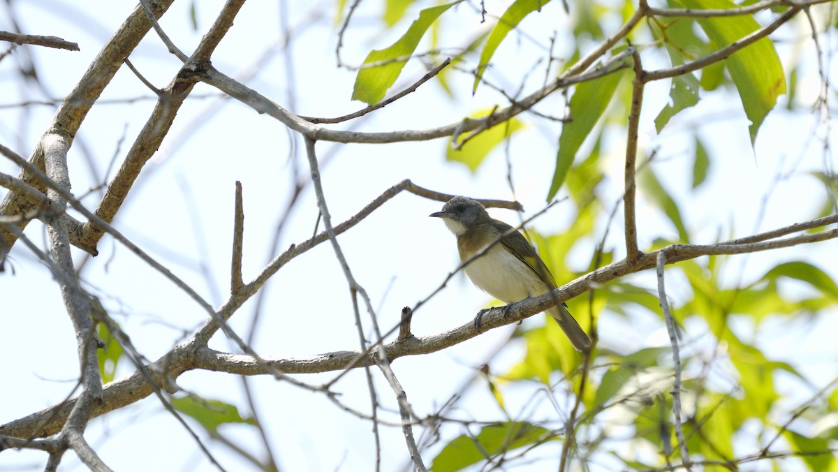 Rufous-banded Honeyeater - ML644142694