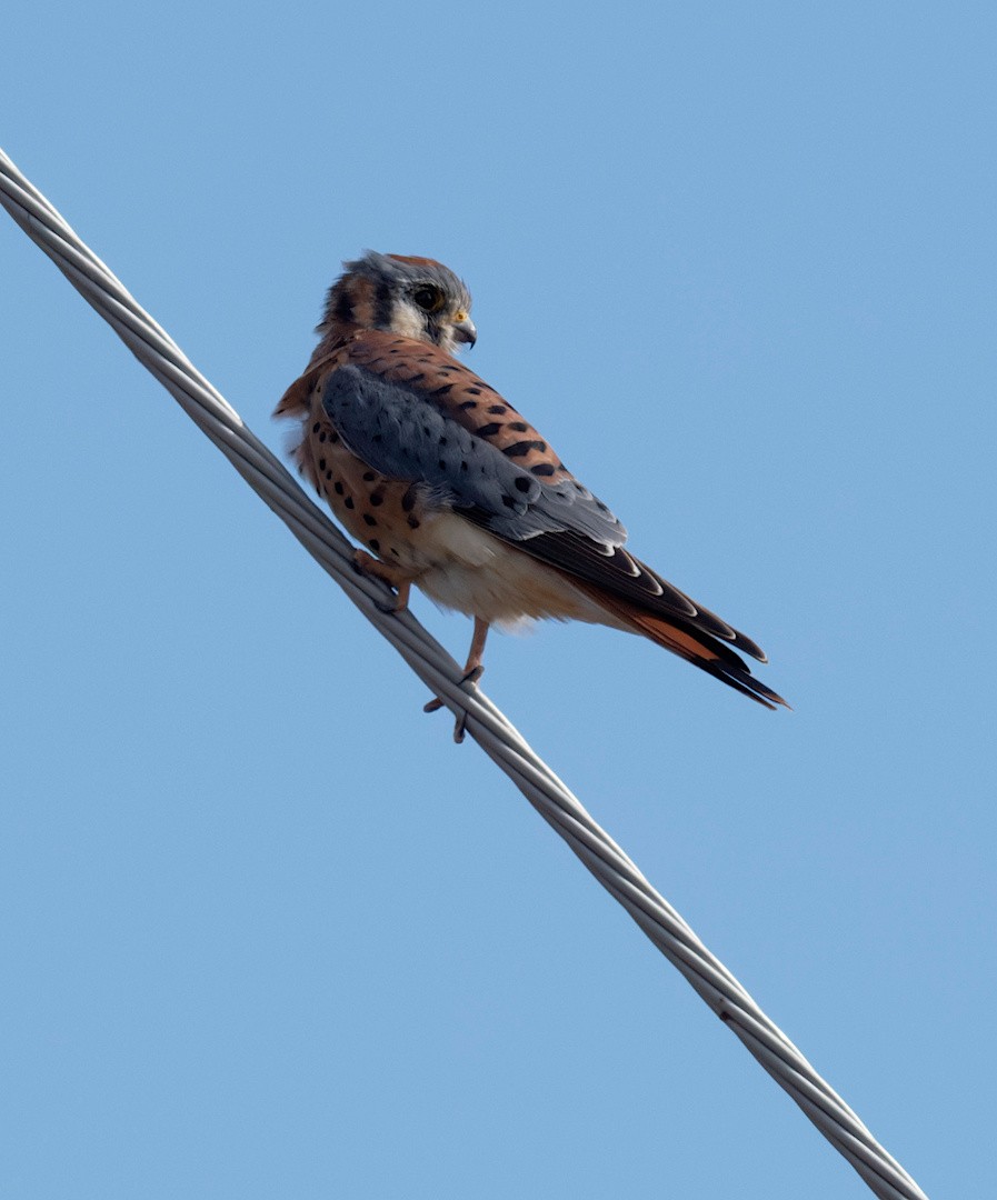 American Kestrel - ML644142719