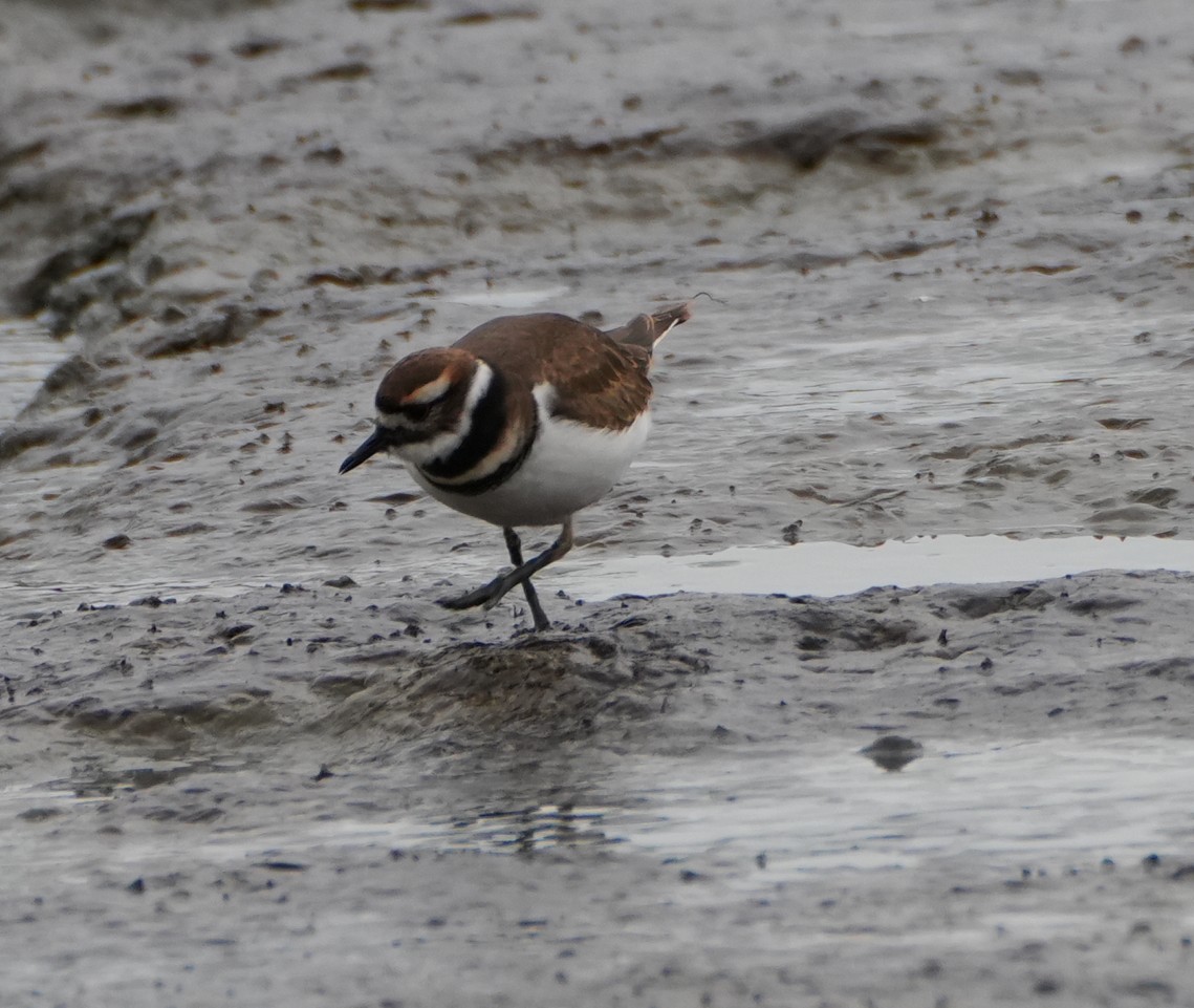 Killdeer - ML644142723