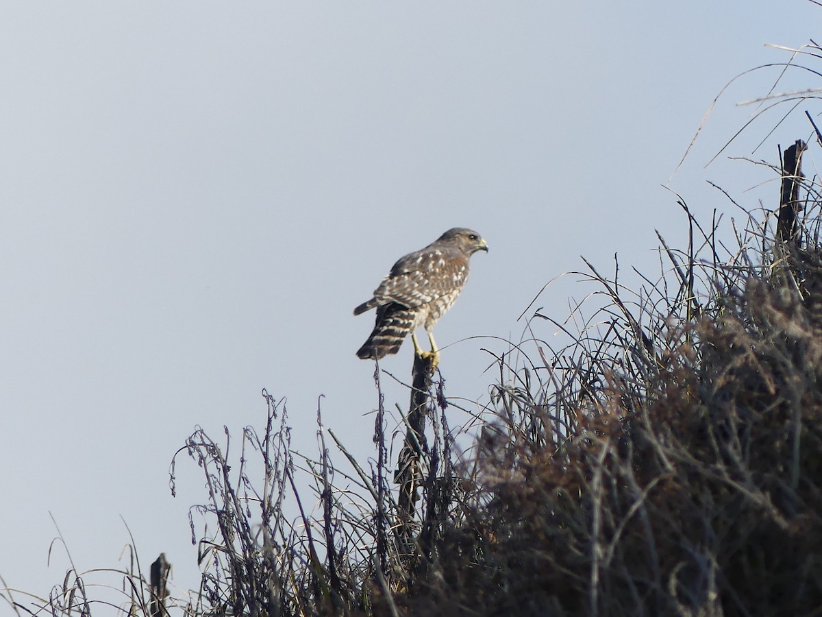 Red-shouldered Hawk - ML644142728