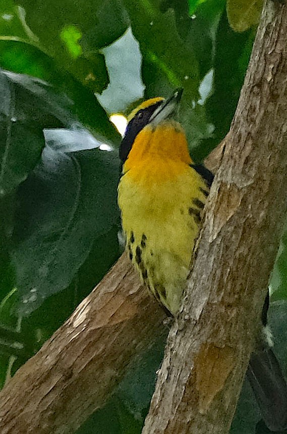 Gilded Barbet - ML644142729