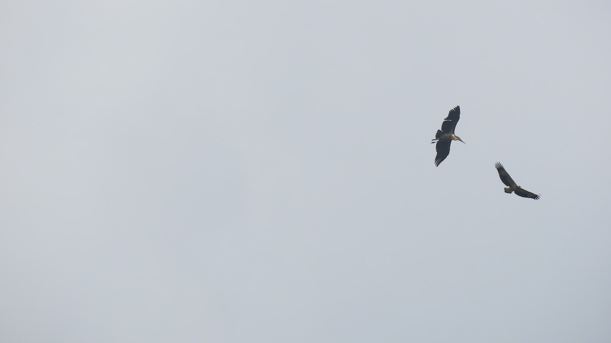 White-bellied Sea-Eagle - ML644142732