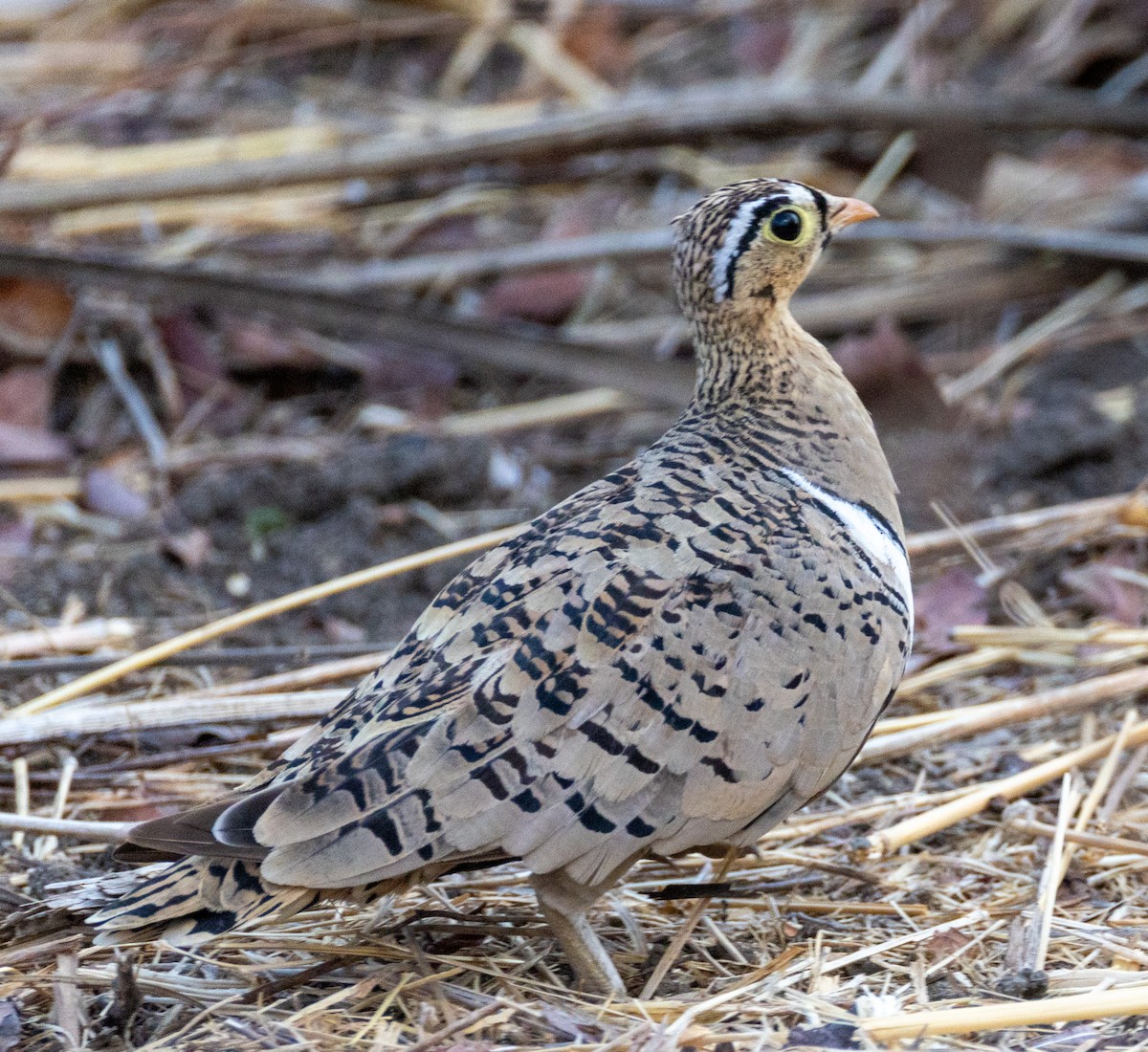 Black-faced Sandgrouse - ML644142733