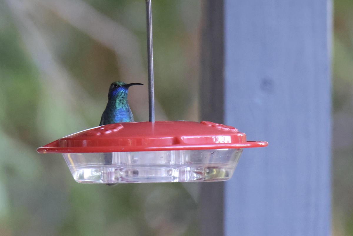 Colibri thalassin - ML644142736