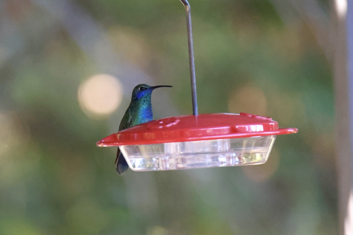 Colibri thalassin - ML644142737