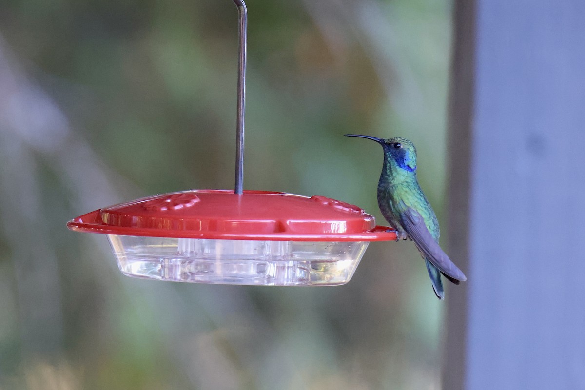 Colibri thalassin - ML644142738