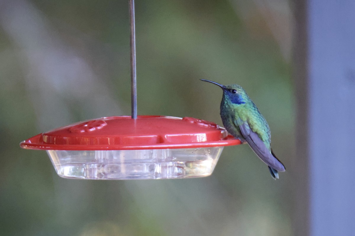 Colibri thalassin - ML644142739