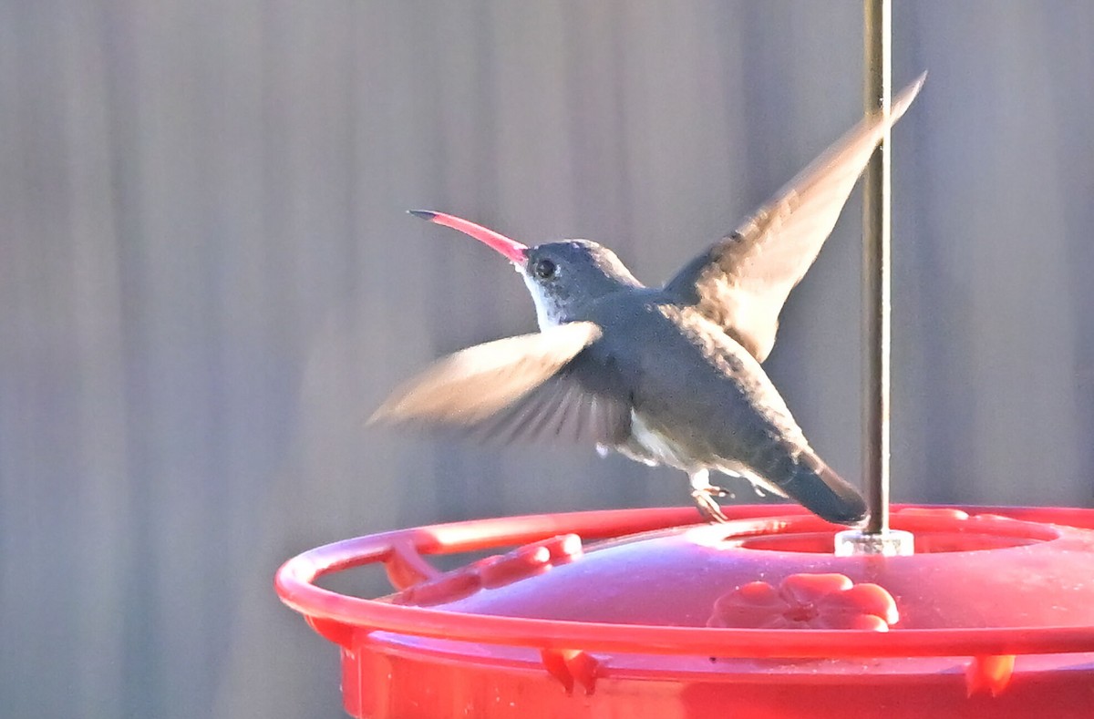 Violet-crowned Hummingbird - ML644142741
