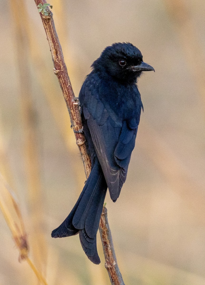 Fork-tailed Drongo - ML644142744