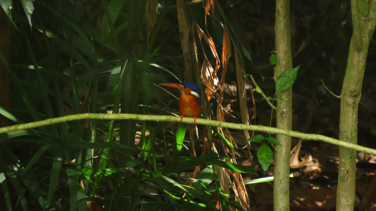 Blue-eared Kingfisher - ML644142745