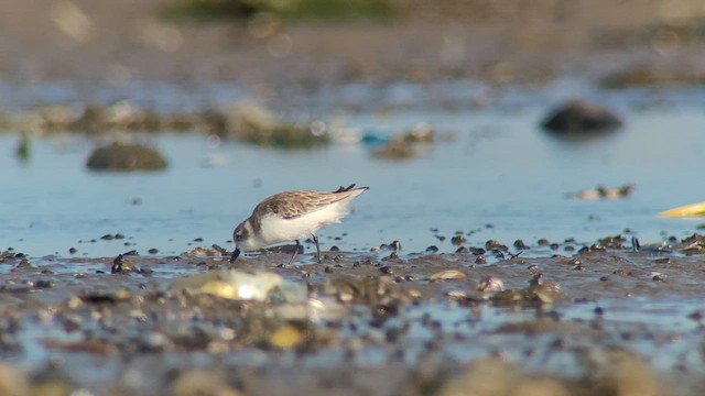 Spoon-billed Sandpiper - ML644142747