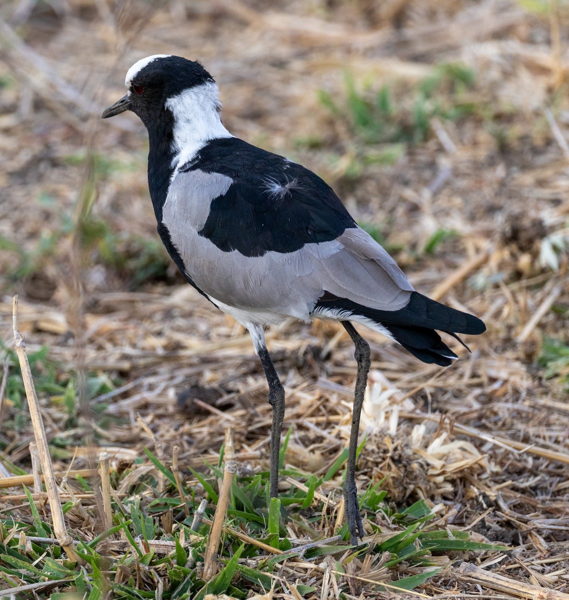 Blacksmith Lapwing - ML644142748