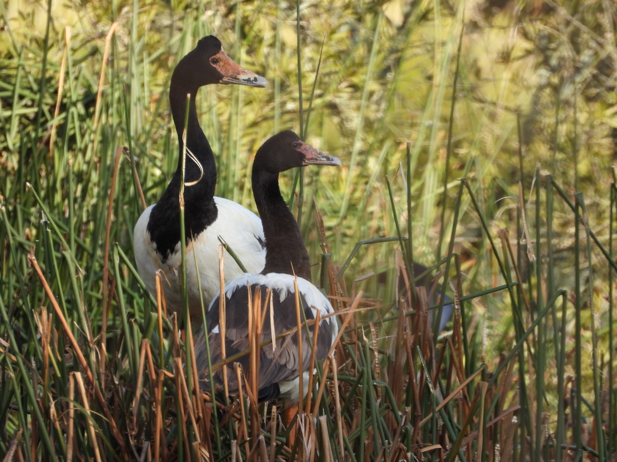 Magpie Goose - ML644142749