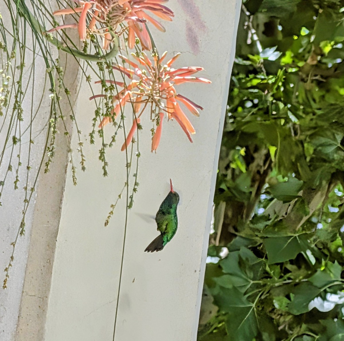 Glittering-bellied Emerald - ML644142750