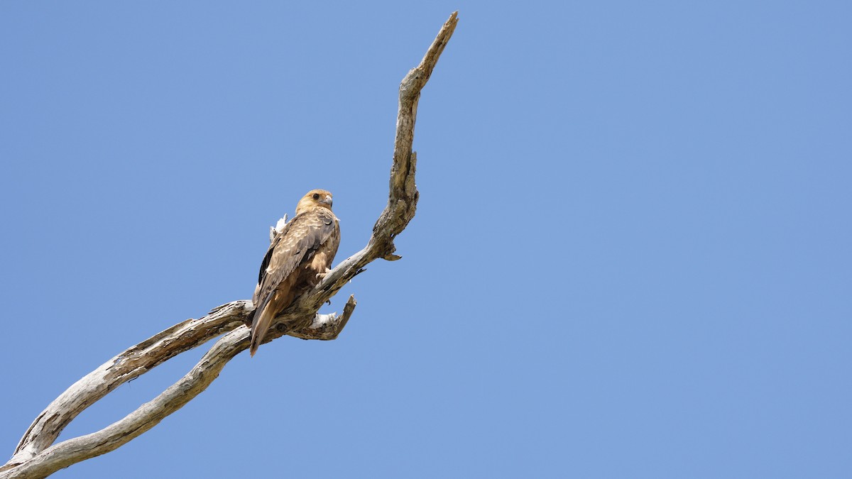 Whistling Kite - ML644142752