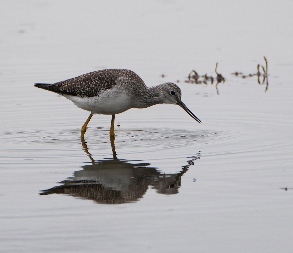 Greater Yellowlegs - ML644142753
