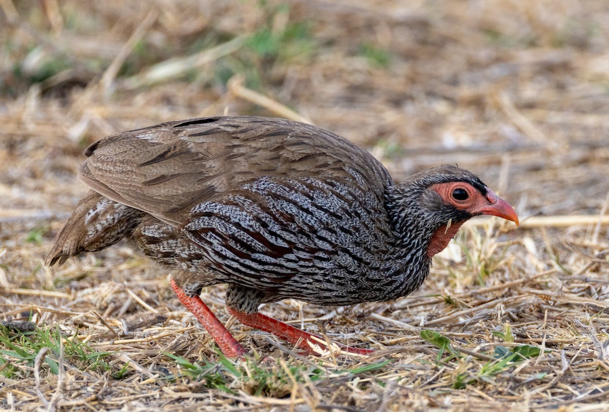 Red-necked Spurfowl - ML644142760