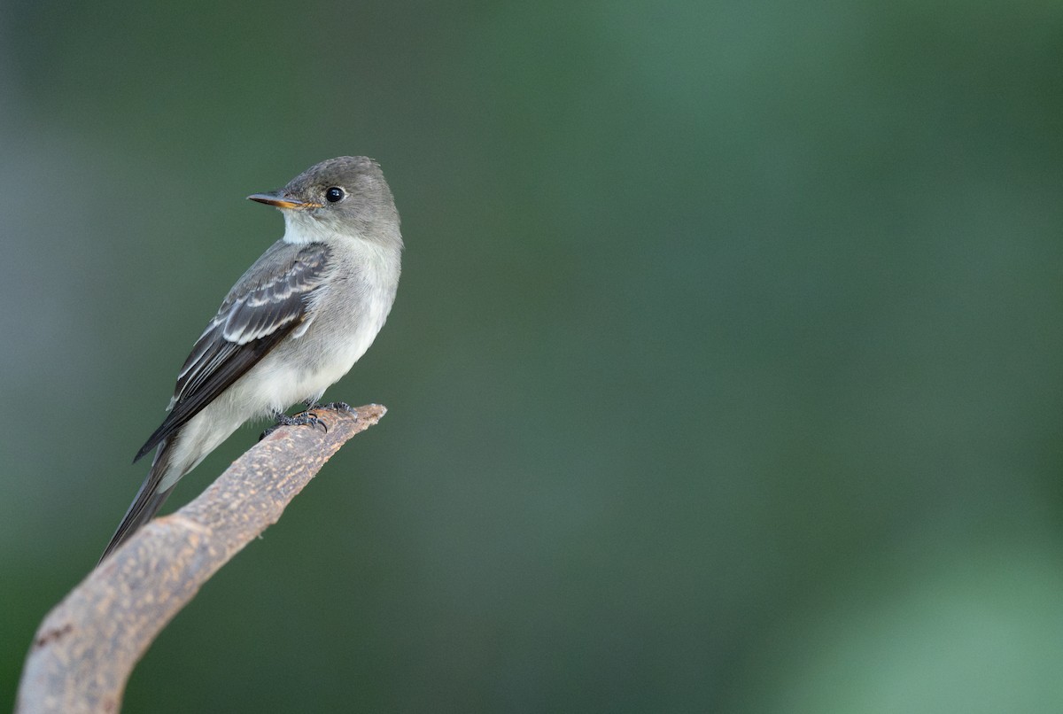 Eastern Wood-Pewee - ML644142761